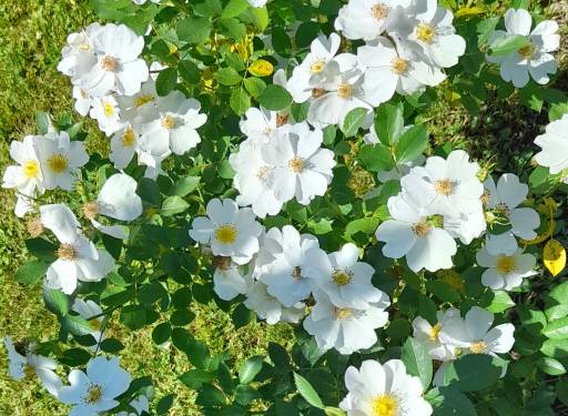 Čestitka na imenovanju za pomoćnog zagrebačkog biskupa