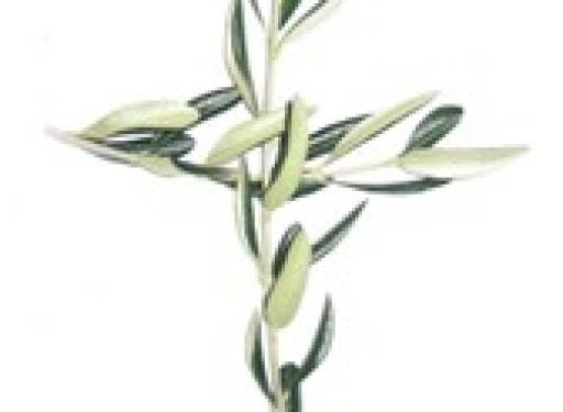 Raspored duhovnih vježbi u šutnji Programa Injigo 2026.